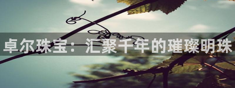 天宏娱乐杨叔