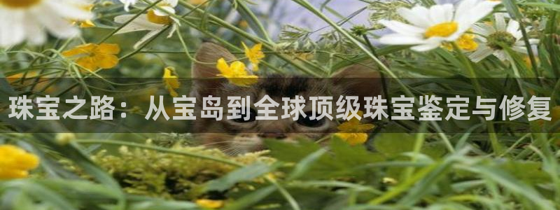 天宏娱乐会所地址在哪里：珠宝之路：从宝岛到全球顶级珠宝鉴定与